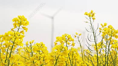 Windmills rotating during windy spring cloudy day