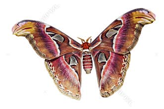 Giant Atlas Moth Cutout