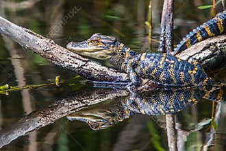 Baby Alligator