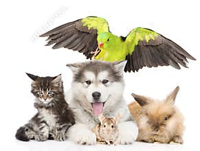 Group of pets lying in front. Isolated on white background