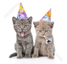 Two funny kittens with birthday hats. isolated on white background