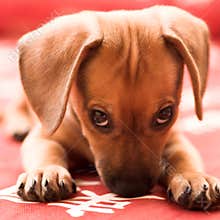 Dachshund puppy