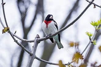 Rose-breasted Grosbeak #3