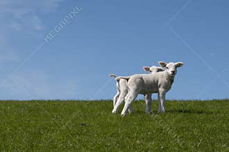 Baby Lambs in field