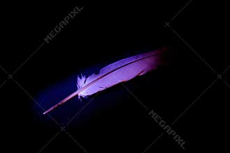 feather