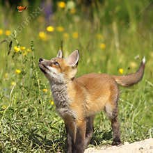 Cute fox puppy looking after butterfly