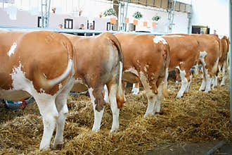 The animals farm - cows in feeding