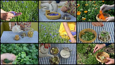 Hands gather herbs and make herbal tea. Clips collage