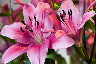 Pink lillies