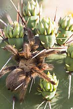 Vertical portrait of taranchula