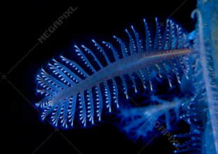 Sea Pen