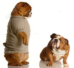 Bad dog