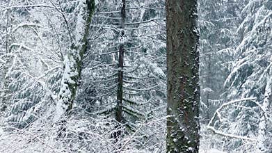 Passing Beautiful Winter Forest With Snow Falling
