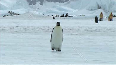 Emperor penguin on Antarctica