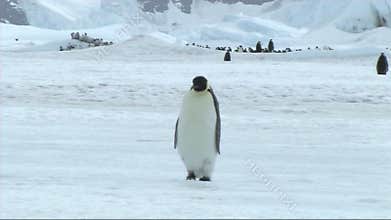 Emperor penguin on Antarctica