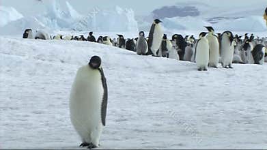 Emperor penguins on Antarctica