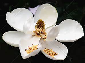 magnolia grandiflora