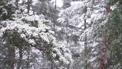 Snow falling on a tree branch. timelapse