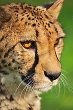 Head of cheetah. Beast, wild animal