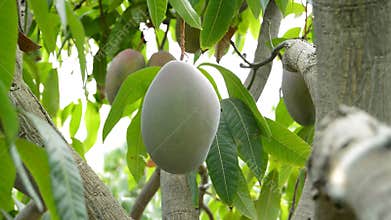 Worker collecting mango fruit manually