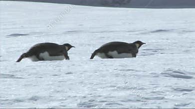 Emperor penguin on Antarctica