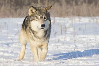 Curious looking timber wolf