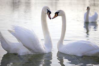 Two Swan in love