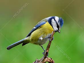 Blue tit