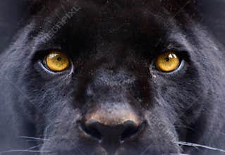 The eyes of a black panther