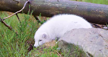 White arctic fox lies and rests at forest floor in the late fall