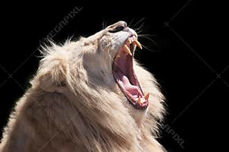 Lion roar