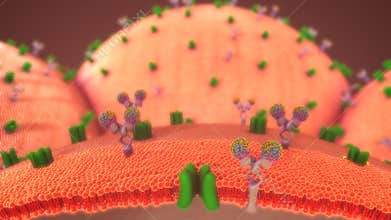 Glucose Metabolism