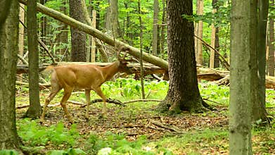 Whitetail Deer Buck In Velvet