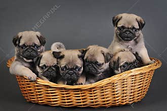 Six pug puppies.