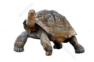 Tortoise