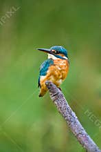European Kingfisher