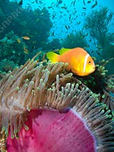 Damselfish and anemone
