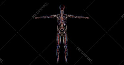 Circulatory system complete of a human body in rotation in 4k format