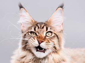 Portrait of Maine Coon cat