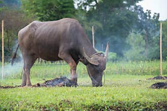 buffalos: animals, mammals, pets, because farmers feed cattle as