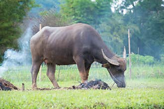 buffalos: animals, mammals, pets, because farmers feed cattle as