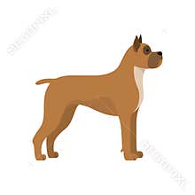 Dog boxer breed