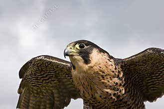 Peregrine Falcon flying
