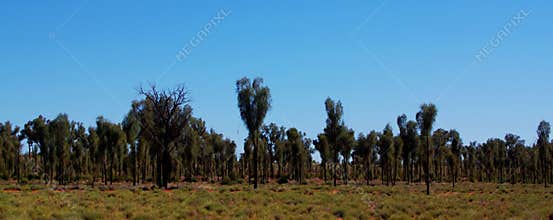 Grove of Desert Oaks