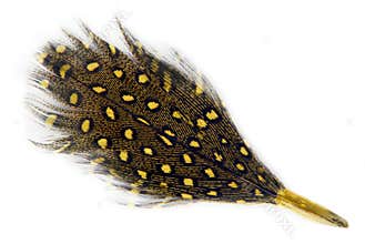 Feather covert plumage
