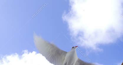 Dove bird flying against blue sky