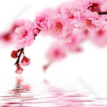 Spring cherry flowers