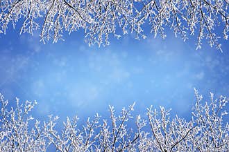 Winter background with frame borders from snow covered bare bran