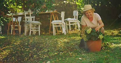 Senior woman examining pot plant in garden