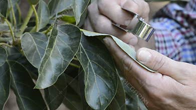 Farmer hand examining a leaf of avocado with a special magnifying glass
